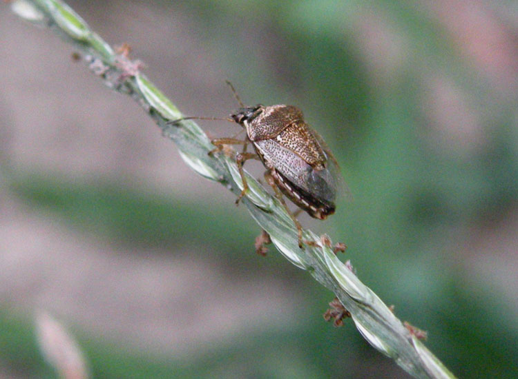 Pentatomidae di Reggio Emilia: Eysarcoris ventralis
